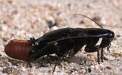 La cucaracha oriental pone una cápsula de quitina con 16 huevos