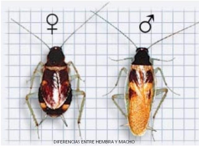 La cucaracha de banda marrón tiene una longitud de 10 a 12.5 mm