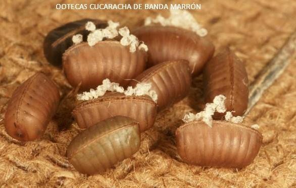La cucaracha de banda marrón coloca 5-16 ootecas 