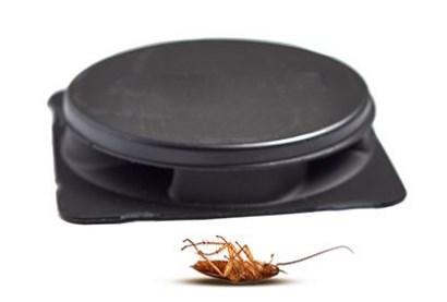 cajas adhesivas para eliminar las cucarachas de banda marrón