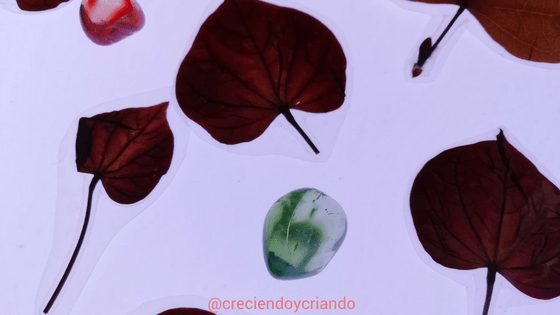 observacion hojas mesa luz1