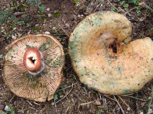 lactarius-sanguifluus2