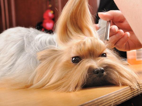 Rutina de higiene para perros | Best for Pets