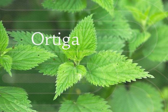 ortiga