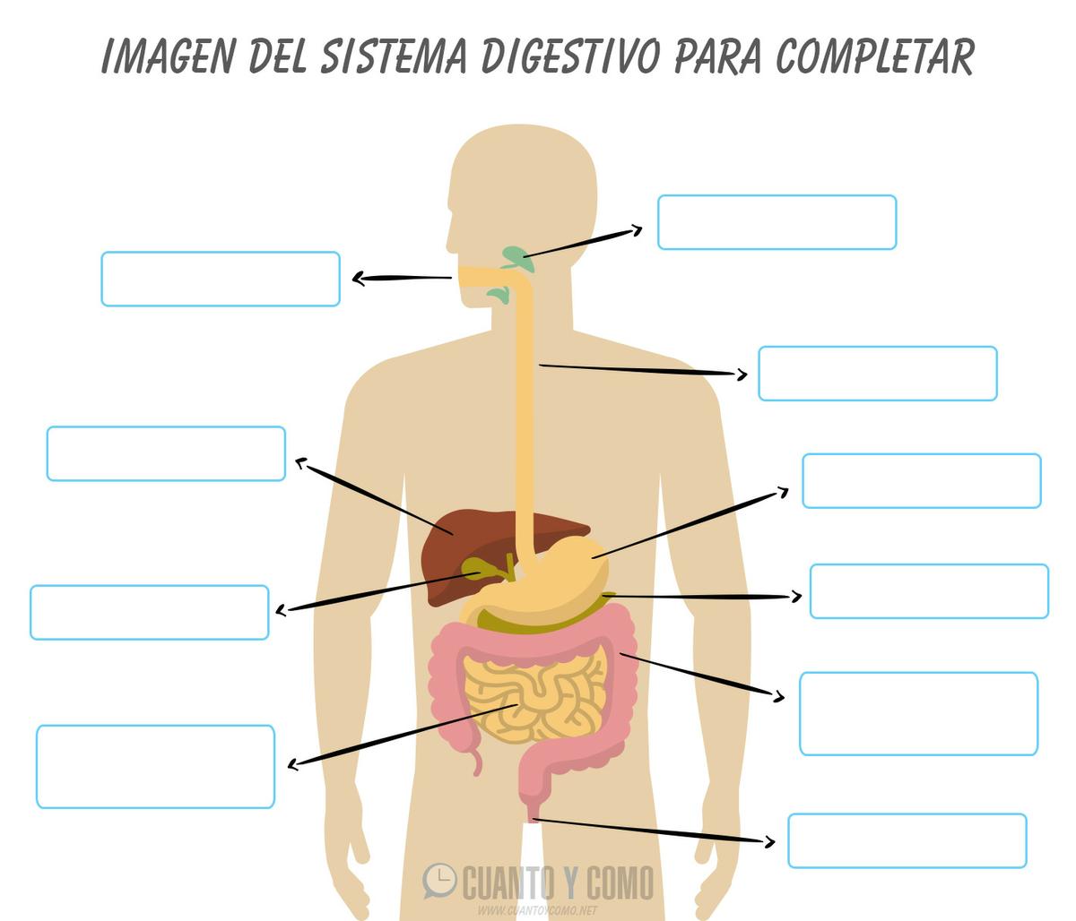 Imagen del sistema digestivo 