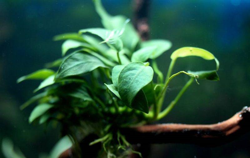 anubias nana, anubias var. nana