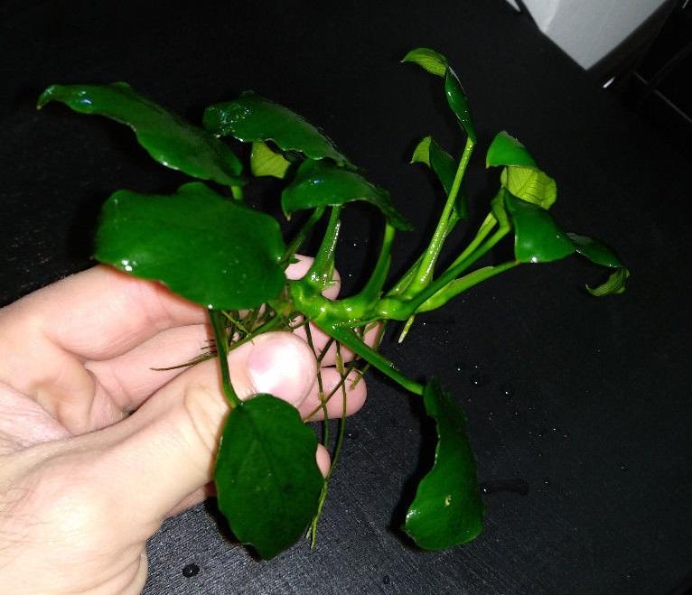 reproducir anubias