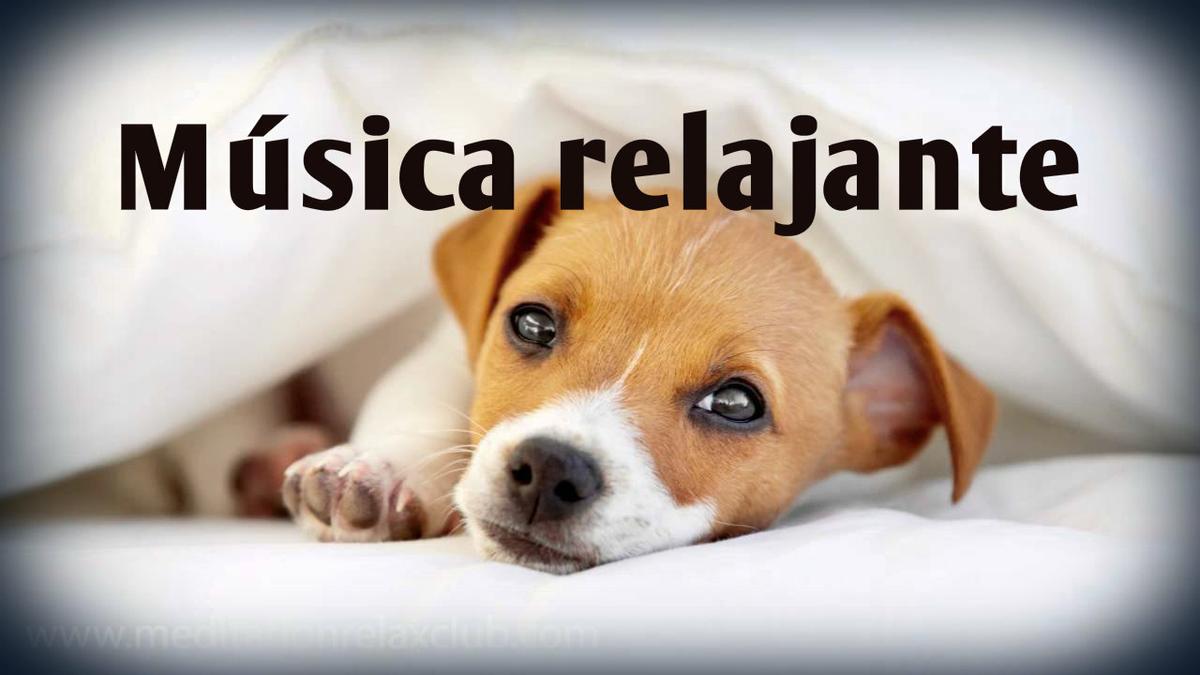 El hotel utilizar Decimal Música relajante para perros, ¡descubre sus beneficios! | Mascotas