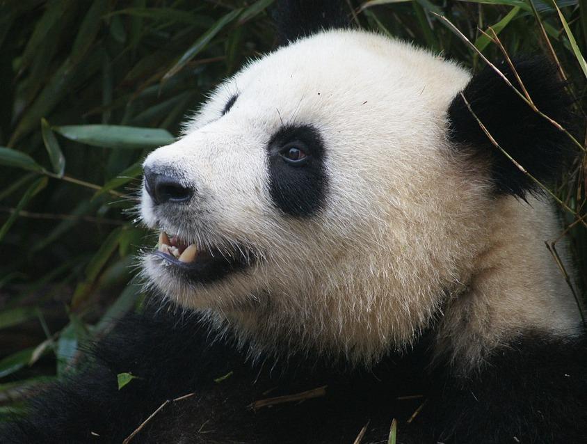 panda-peligro-extincion