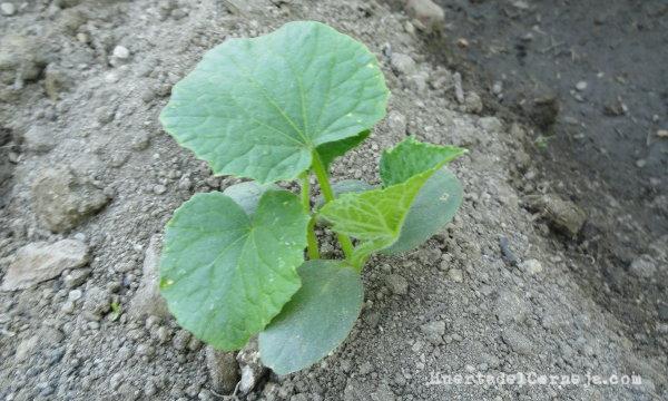Pepinos naciendo