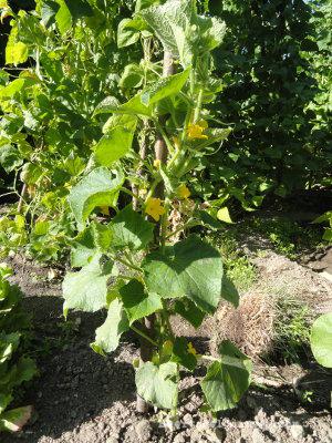 Planta de pepino con su tutor