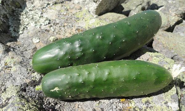 Pepinos recolectados