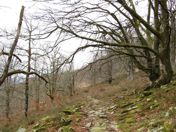 Parecen ents extendiendo sus dedos sobre los caminantes