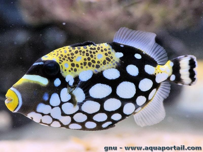 pez ballesta payaso para acuario marino