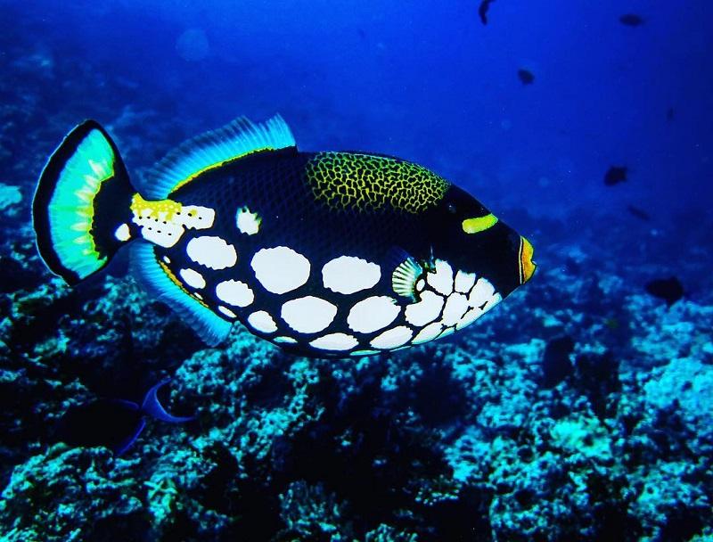 balístidos, pez ballesta payaso