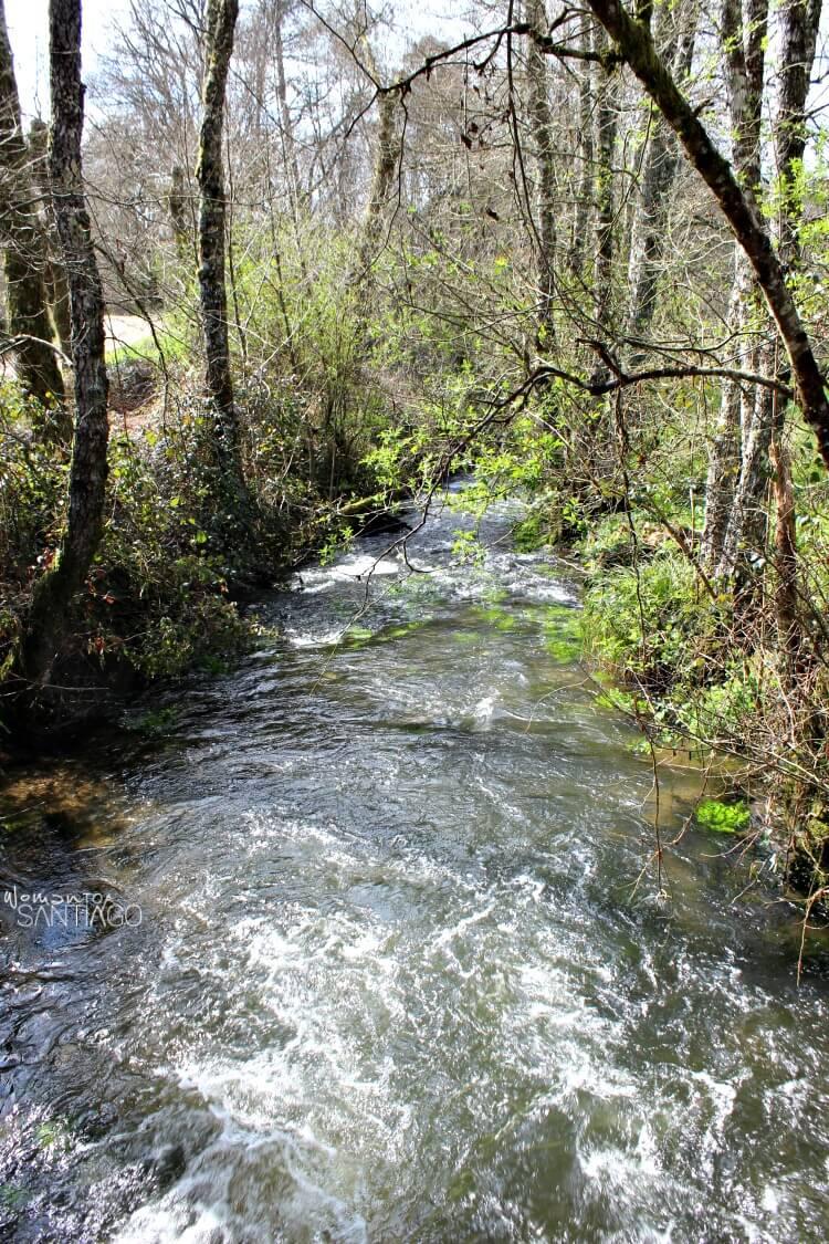río en mitad del bosque