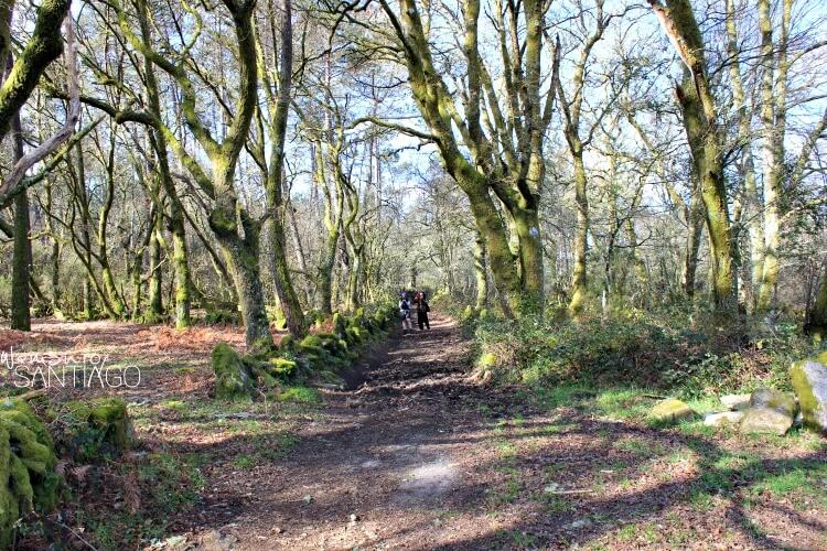 Bosque frondoso