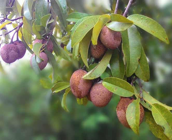 Árboles frutales de Guatemala | Plantas