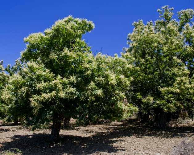 Árboles frutales de Guatemala | Plantas