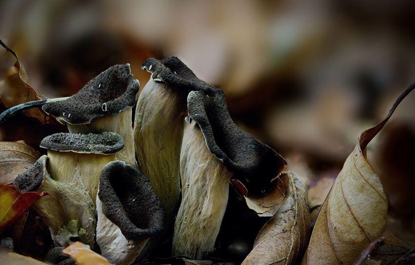 Trompetas De La Muerte Al Ajillo Trompetas de la muerte, delicias negras del bosque | Plantas
