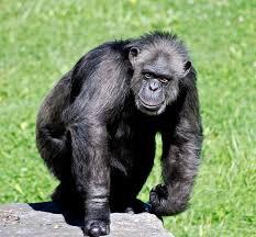 datos-chimpance