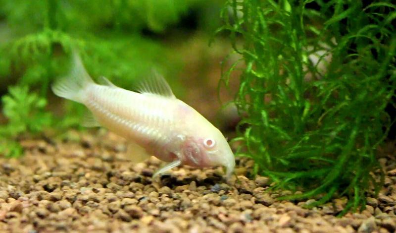 corydoras aeneus albina