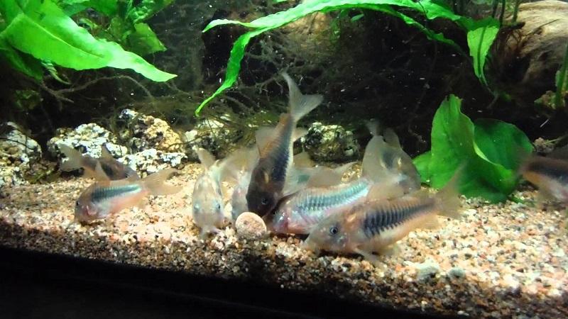 corydoras aeneus en el acuario