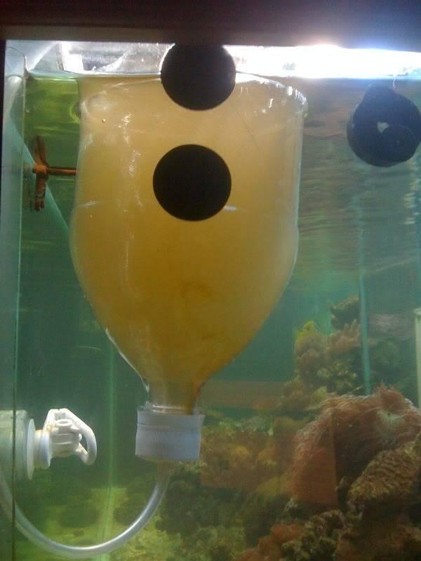 criadero de artemia con una botella, en un acuario