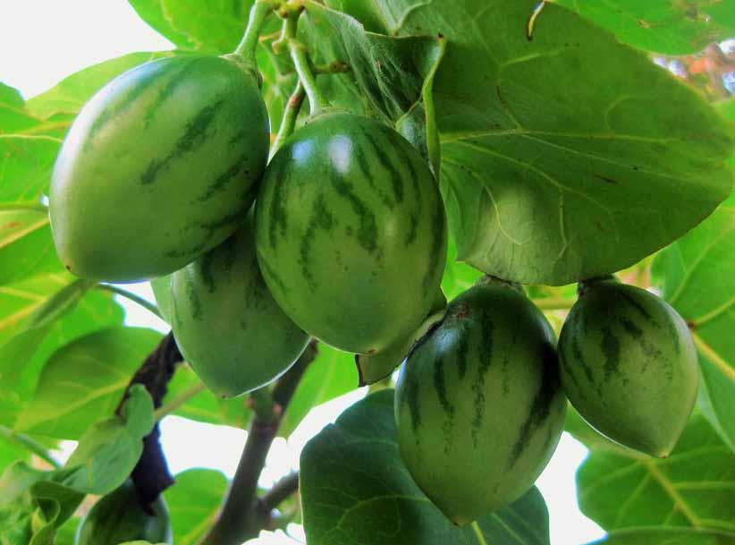 Árboles frutales de Ecuador | Plantas