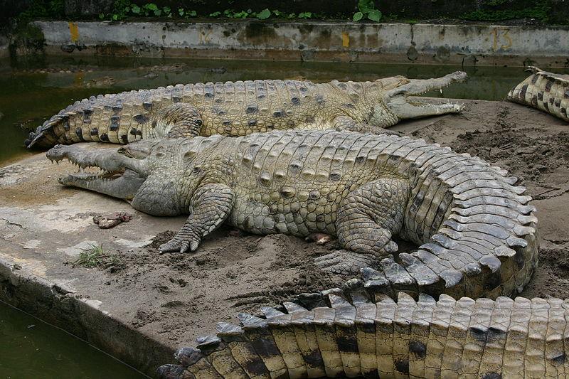 crocodilo-orinoco-peligro-extincion
