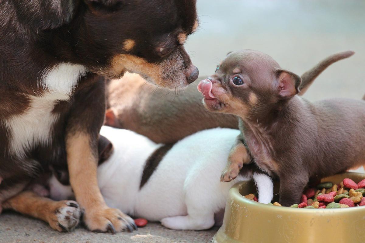 Cachorro de chihuahua