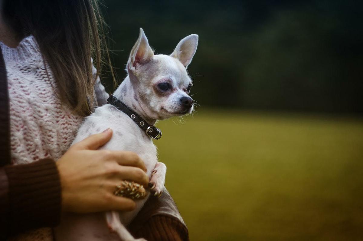 wonderful chihuahua