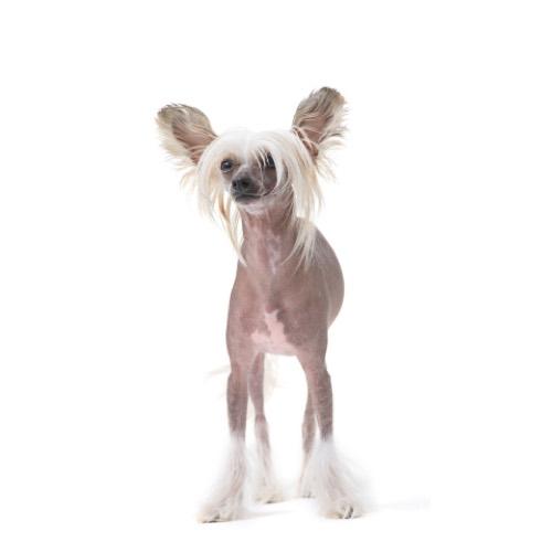 razas de perros pequeños