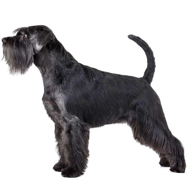 razas de perros pequeños