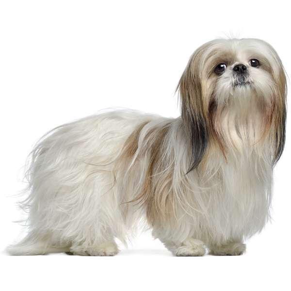 razas de perros pequeños