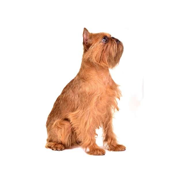 razas de perros pequeños