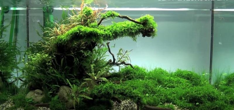 acuario plantado con algas
