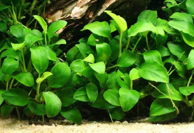 anubias nana