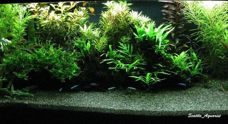 Helecho de java, plantas para principiantes