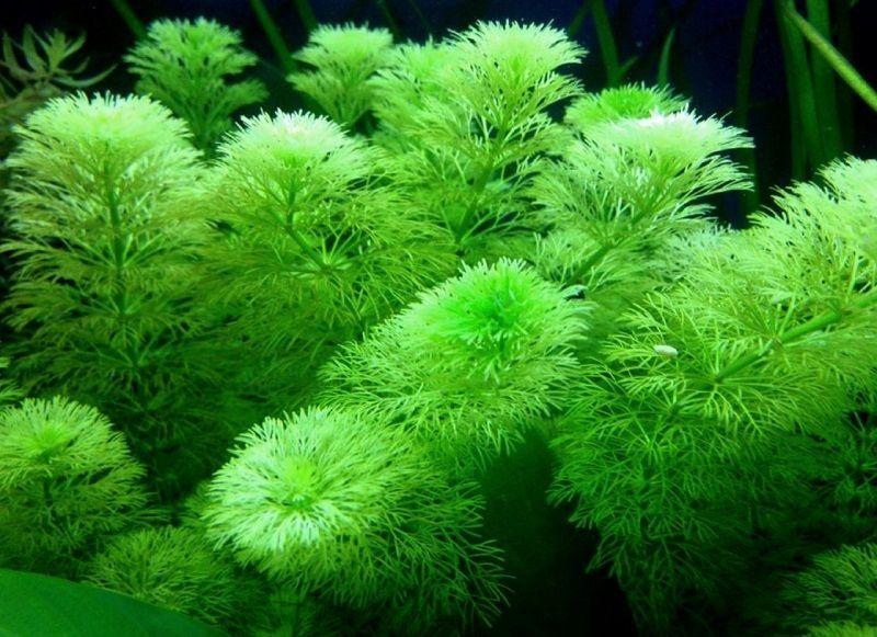 Limnophila sessiliflora, ambulia