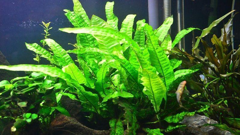 helecho de java, plantas de acuario