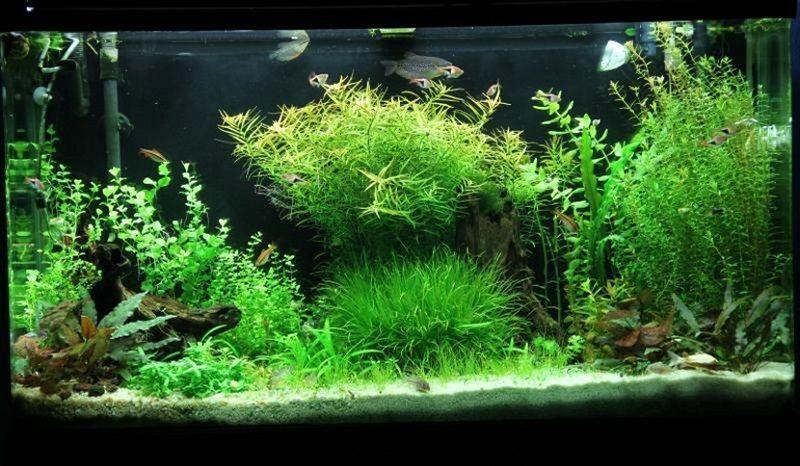 clasificación de las plantas de acuario, peces tropicales