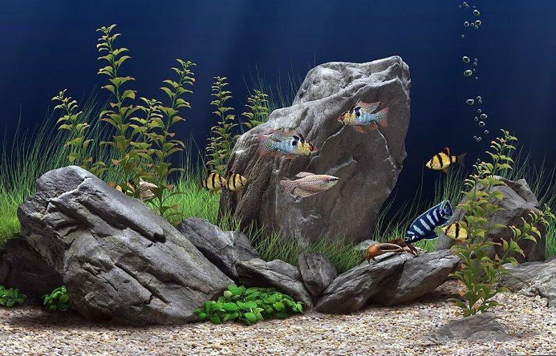 piedras para acuario. acuario plantado