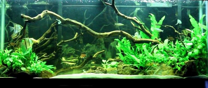 acuario plantado con ramas