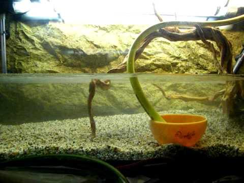 acuario plantado, llenar un acuario sin remover el sustrato