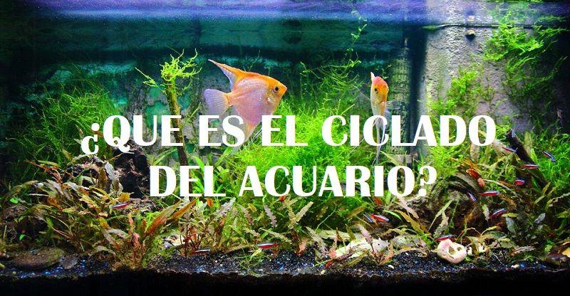 ciclado del acuario. acuario plantado