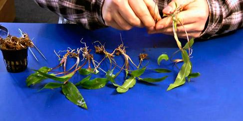 acuario plantado, revisando las plantas antes de introducirlas en el acuario