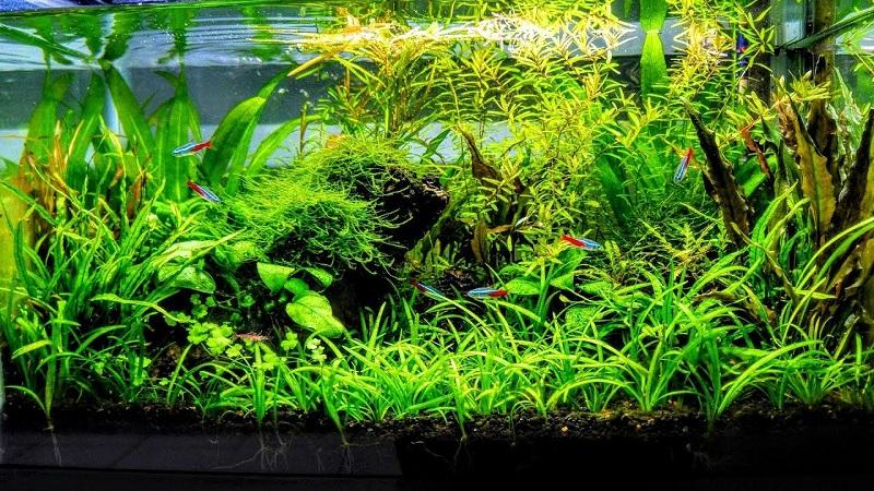 acuario plantado