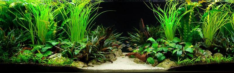 acuario plantado con anubias