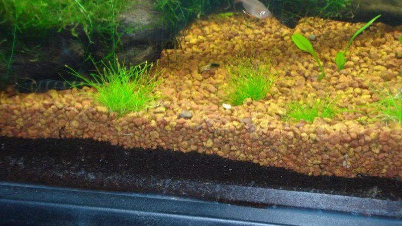 sustratos para acuarios. Acuario plantado